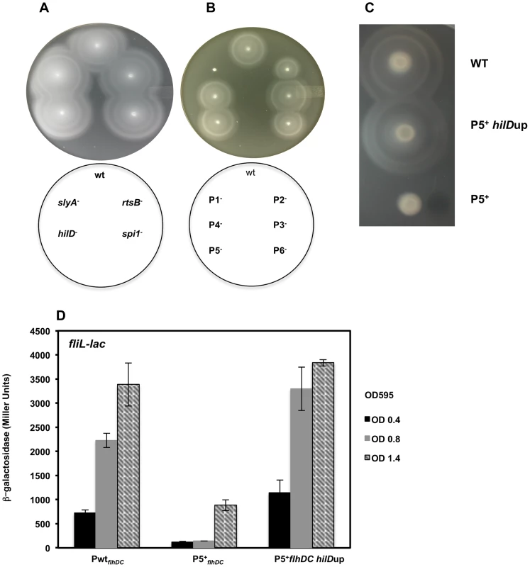 Time-dependent transcription of <i>flhDC</i> operon controls motility of <i>Salmonella</i>.