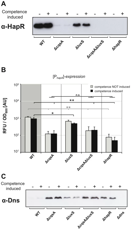 Correlation among HapR protein levels, <i>hapA</i> gene expression, and the nuclease Dns.