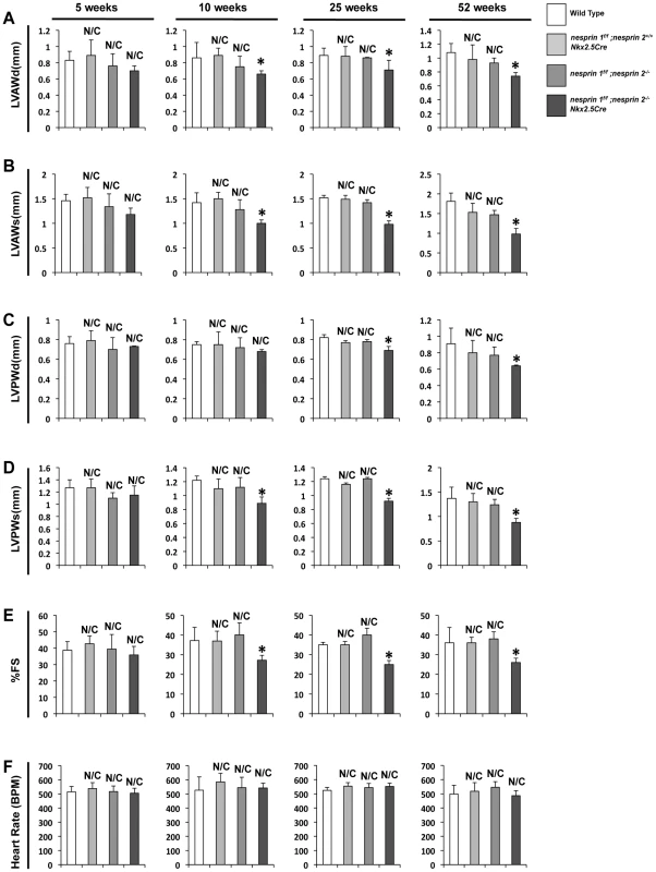 Deletion of both Nesprin 1 and 2 causes decreased cardiac wall thickness and impaired cardiac function.