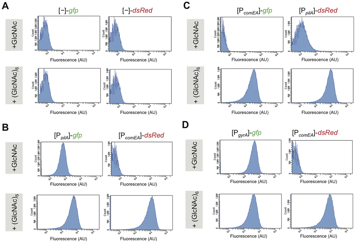 Competence genes are expressed by the majority of cells under homogeneous competence-inducing conditions.