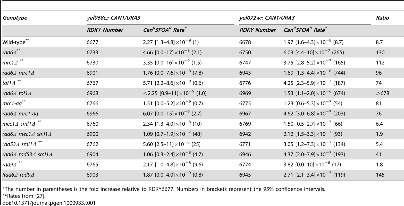 Effects of combining <i>RAD6</i> and checkpoint gene mutations on duplication-mediated GCRs.