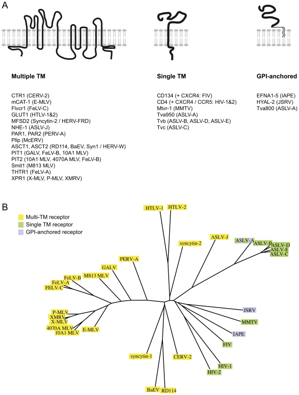Classified retroviral receptors and dendrogram of the corresponding retroviral envelopes.