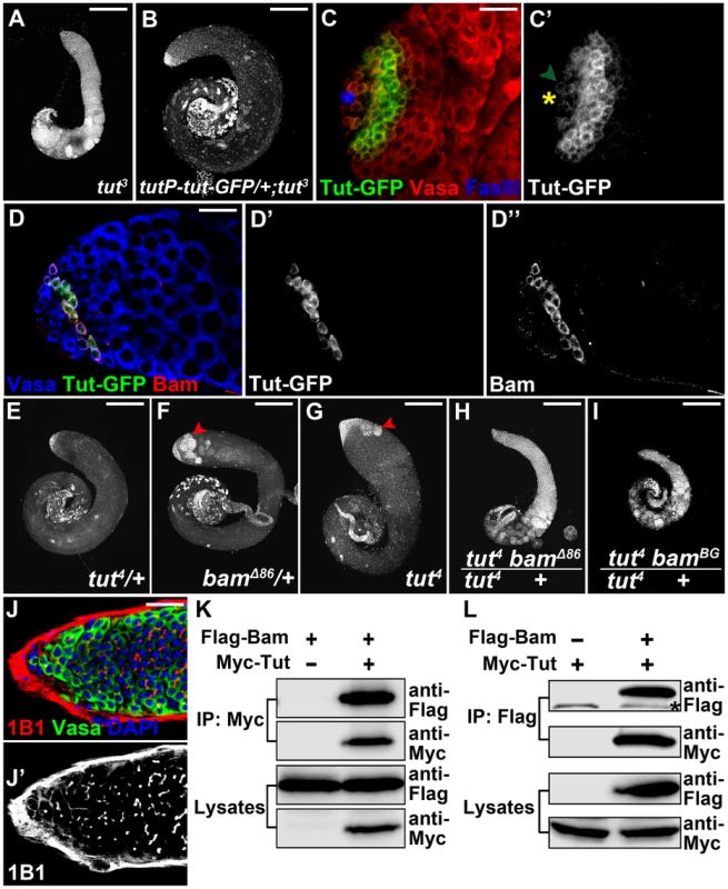 <i>tut</i> interacts with <i>bam</i> both genetically and physically.