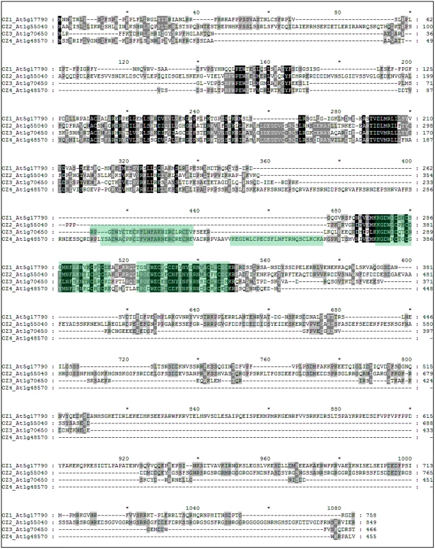 OZ1 belongs to a small family in Arabidopsis.