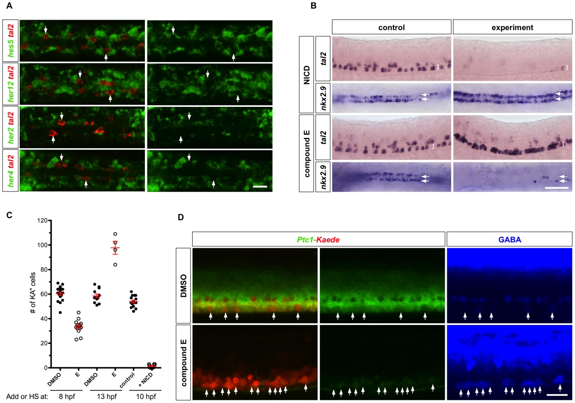 Notch signaling in KA″ specification.