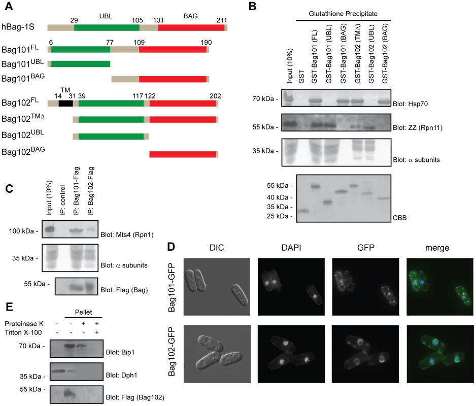 Bag101 and Bag102 interact with 26S proteasomes and Hsp70.