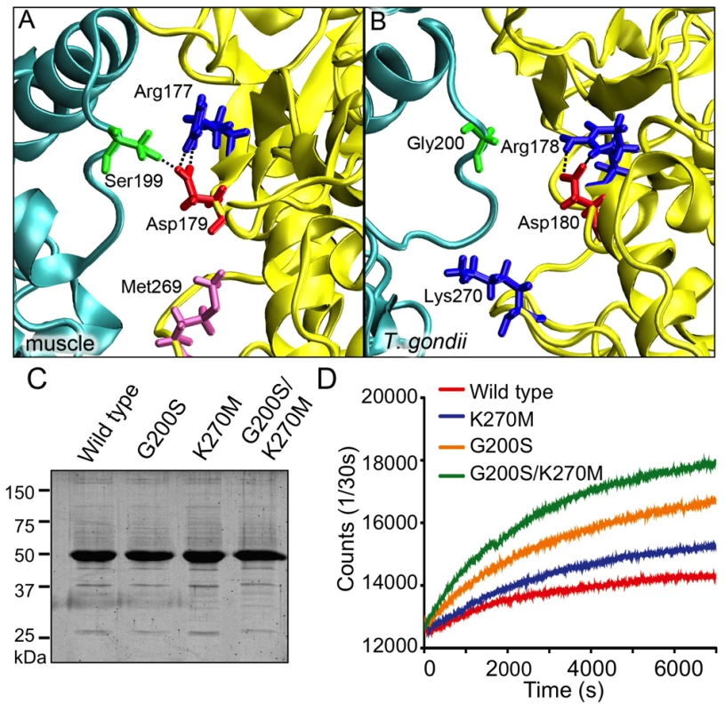 Identification of single substitutions within TgACTI that affect filament stability.