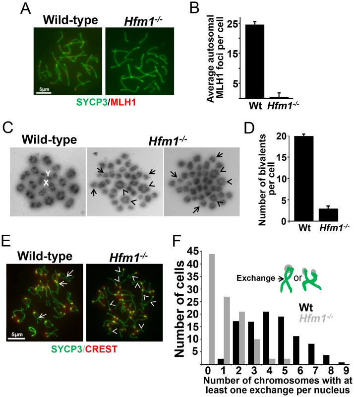 Reduced number of COs in HFM1-deficient spermatocytes.