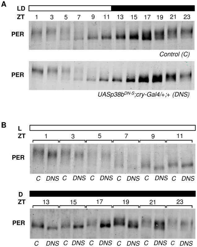 p38b promotes PER phosphorylation during the dark phase.