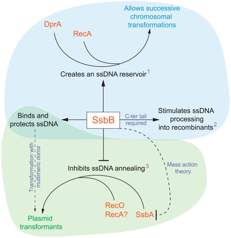 Diagrammatic representation of the roles of SsbB in competent cells of <i>S. pneumoniae</i>.