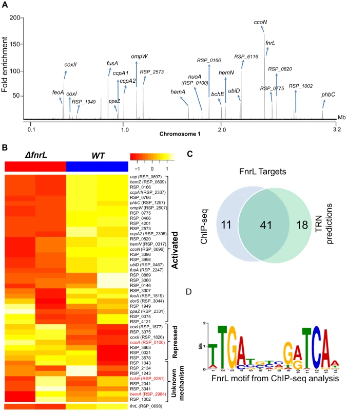 Analysis of the FnrL regulon in <i>R. sphaeroides</i>.