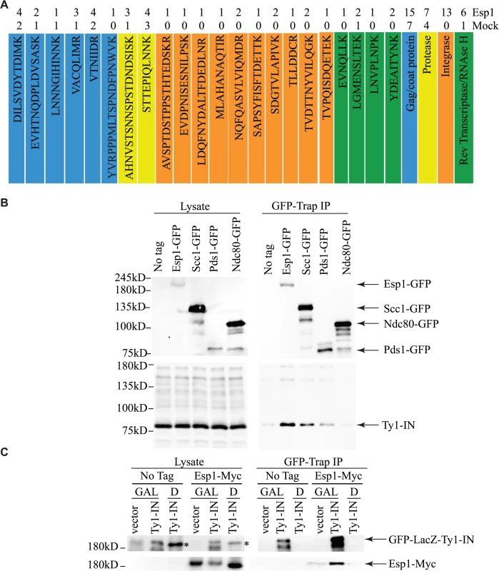 Esp1 physically interacts with Ty1-IN.