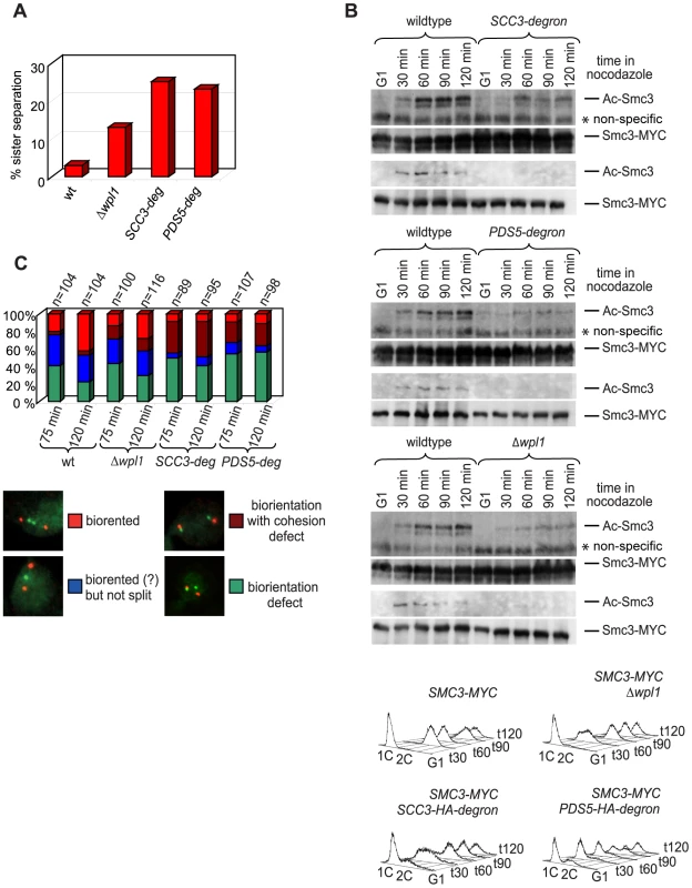 Sister chromatid cohesion defect in yeast depleted of Scc3 and Pds5.