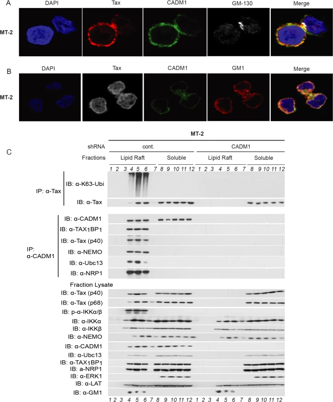Membrane associated CADM1 mediates K63-linked polyubiquitination of Tax and links Tax adaptor proteins in the lipid rafts.