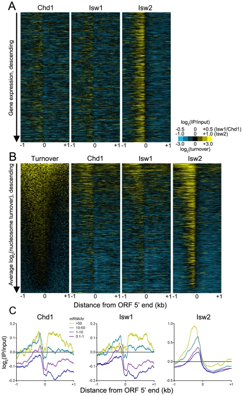 ISWI and CHD remodeler binding is positively associated with histone turnover and transcription rate.