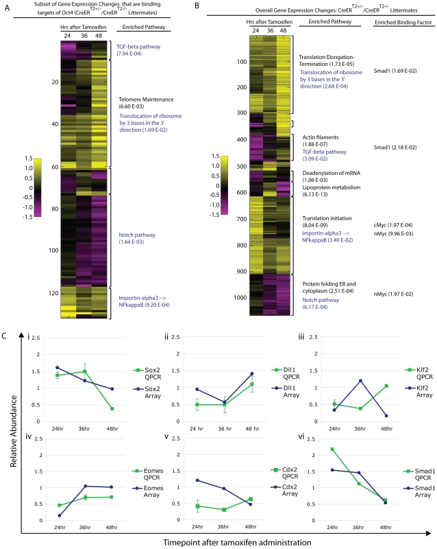 Pathway enrichment and confirmation of a subset of differentially expressed genes following Oct4 depletion.