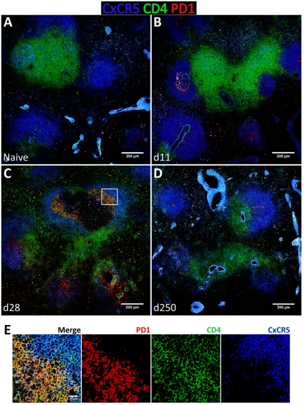 Follicular helper T cells infiltrate B cells follicles during the acute phase of <i>L. infantum</i> infection of rhesus macaques but the Tfh response is not sustained until the chronic phase.