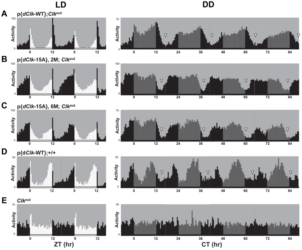 (A–E) The p{<i>dClk</i>-15A};<i>Clk</i><sup>out</sup> flies manifest short period behavioral rhythms.