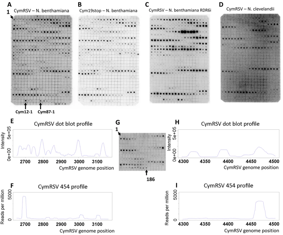 Dot blot and 454 profile of vsiRNAs.