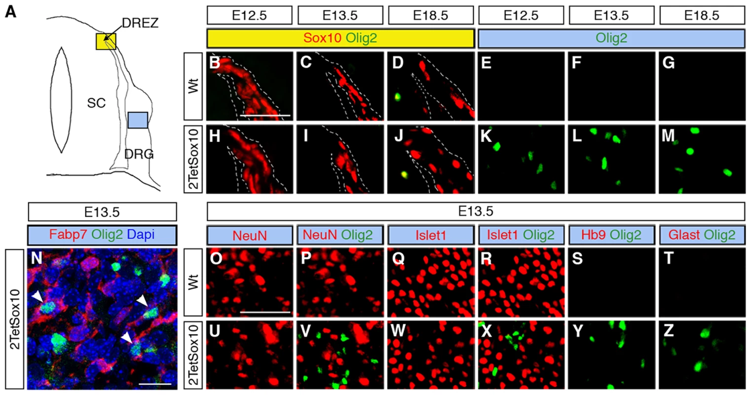 Ectopic Olig2-positive cells in the DRG express peripheral glial, but not neuronal or astrocytic marker and are not derived from boundary cap cells.