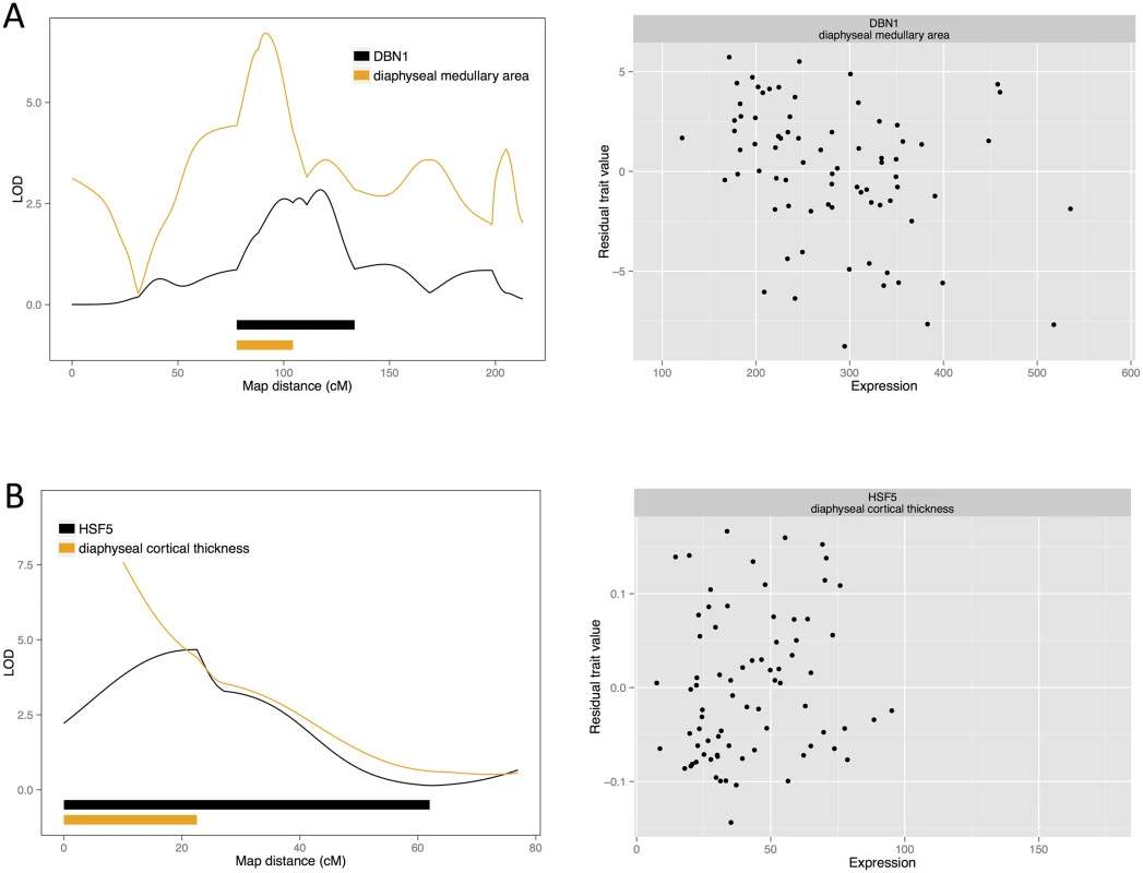 Candidate quantitative trait genes (A) <i>DNB1</i> for female medullary and (B) <i>HSF5</i> for female cortical traits: LOD curves and confidence intervals of bone QTL and associated eQTL, and scatterplots of residual phenotypes against gene expression values.