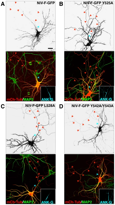 Involvement of a YXXØ motif and a YY pair in somatodendritic sorting of NiV-F.