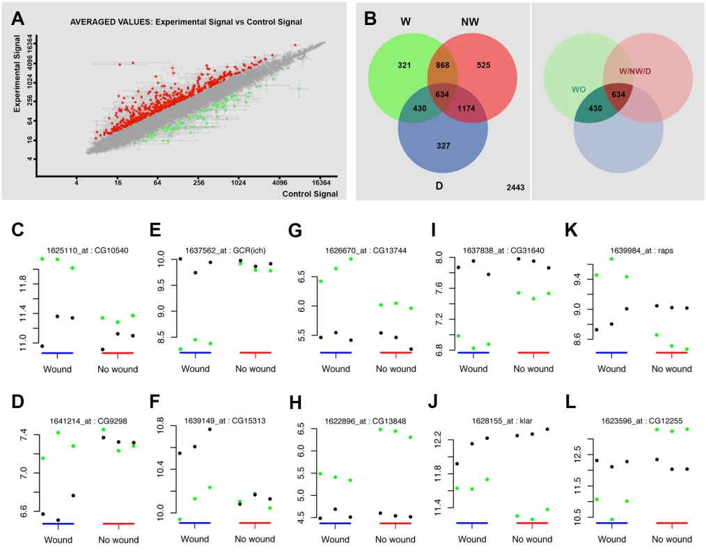 Transcriptomic healing response in imaginal discs.