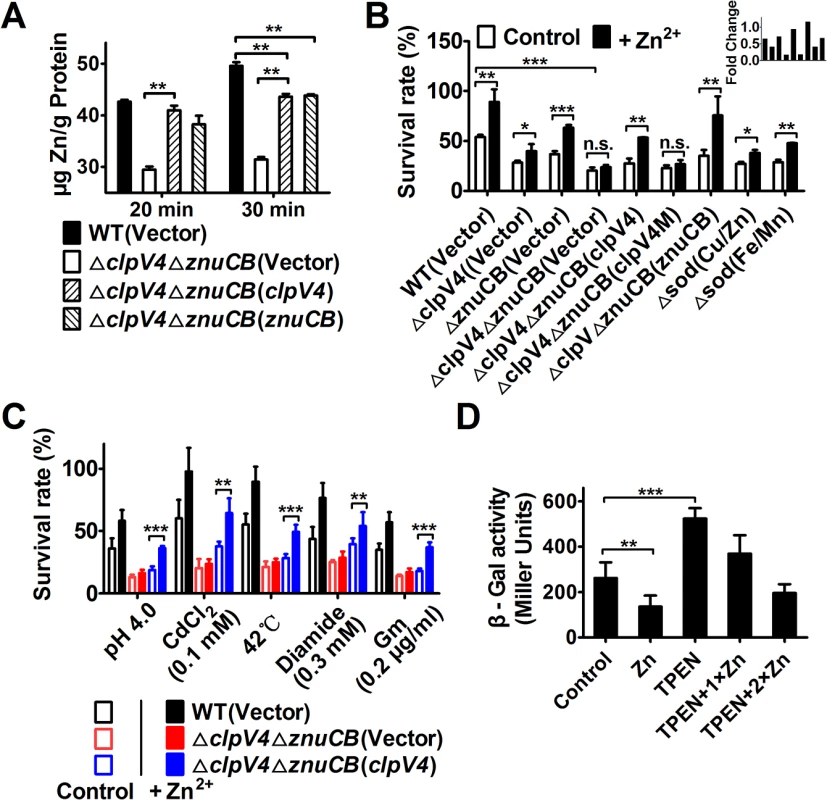 T6SS-4 is important for the accumulation of intracellular Zn<sup>2+</sup> under oxidative stress conditions.