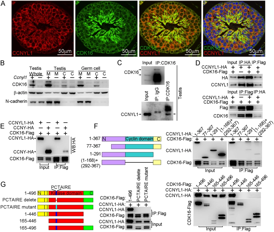Interaction of CCNYL1 with CDK16.