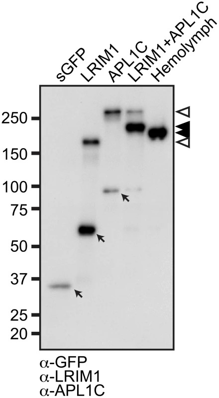 LRIM1 and APL1C form a heteromeric complex.