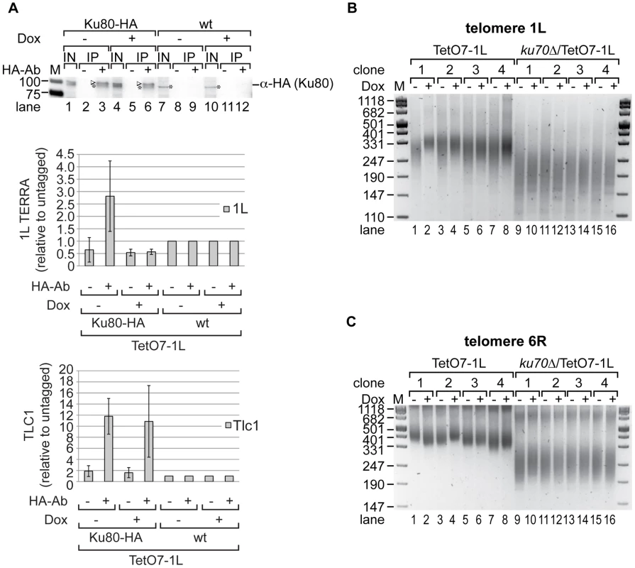 Ku70/80 binds TERRA and <i>ku70</i>Δ suppresses the shortening of telomere 1L upon 1L TERRA expression.
