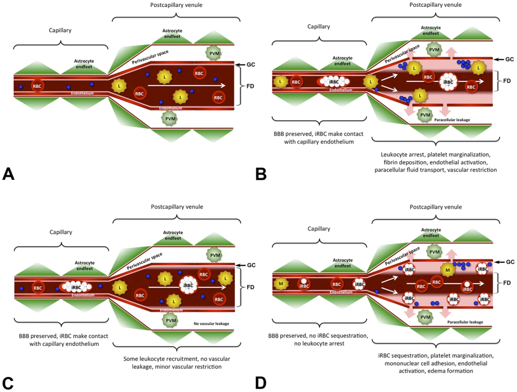 Model for the ECM-associated venous blood flow restriction.