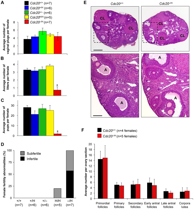 Female mice with low amounts of Cdc20 have poor fertility.