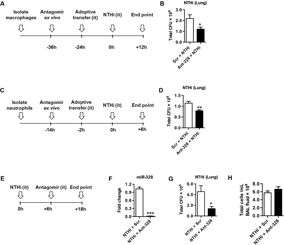 Inhibiting miR-328 improves NTHi clearance in the lungs <i>in vivo</i>.