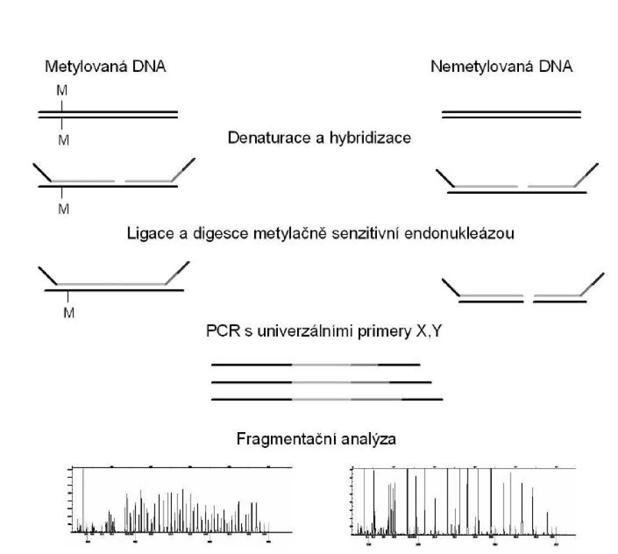 MS-MLPA