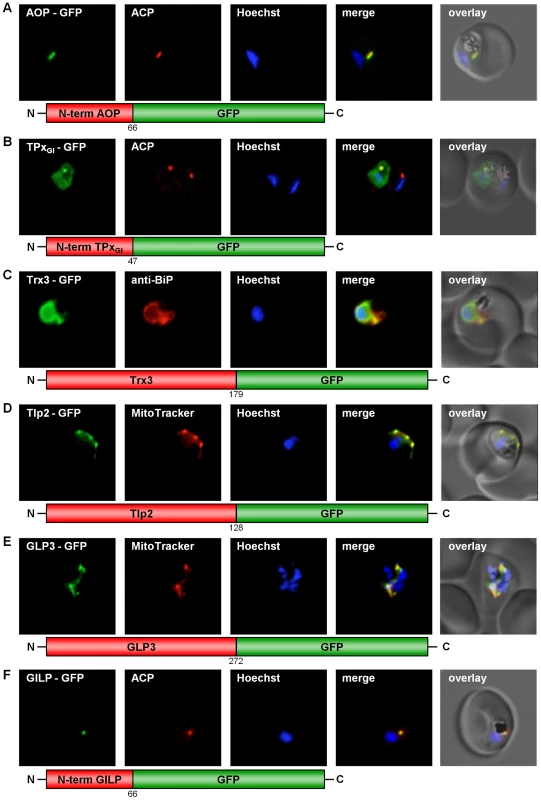 GFP targeting by various <i>P. falciparum</i> redox proteins.