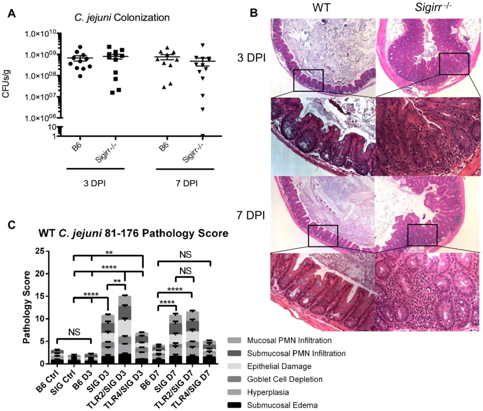 Colonization of WT and <i>Sigirr−/−</i> mice by <i>C. jejuni</i> 81–176, 3 and 7 DPI.