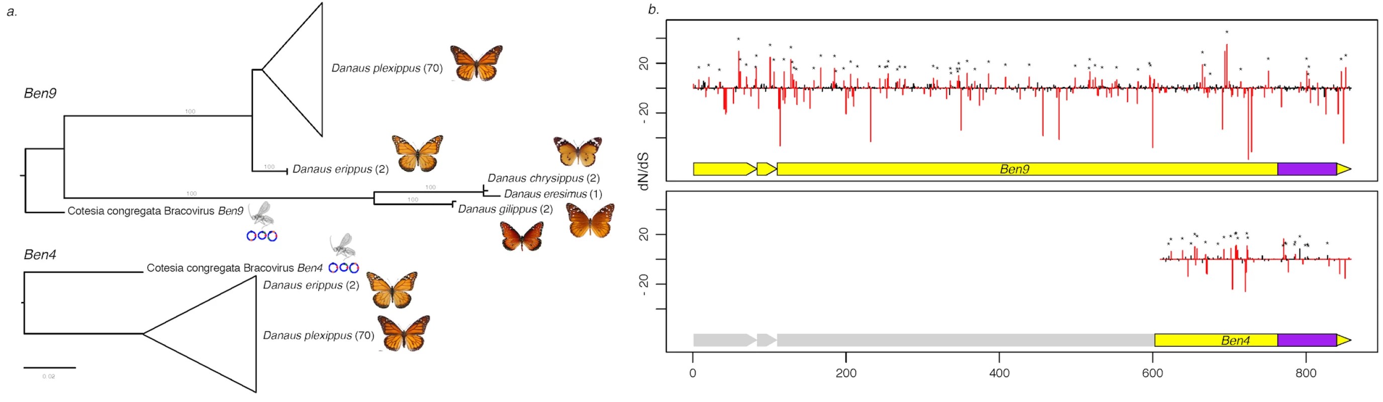 Measure of selection operating on <i>Ben4</i> and <i>Ben9</i> genes in <i>D</i>. <i>plexippus</i> and 4 related species.