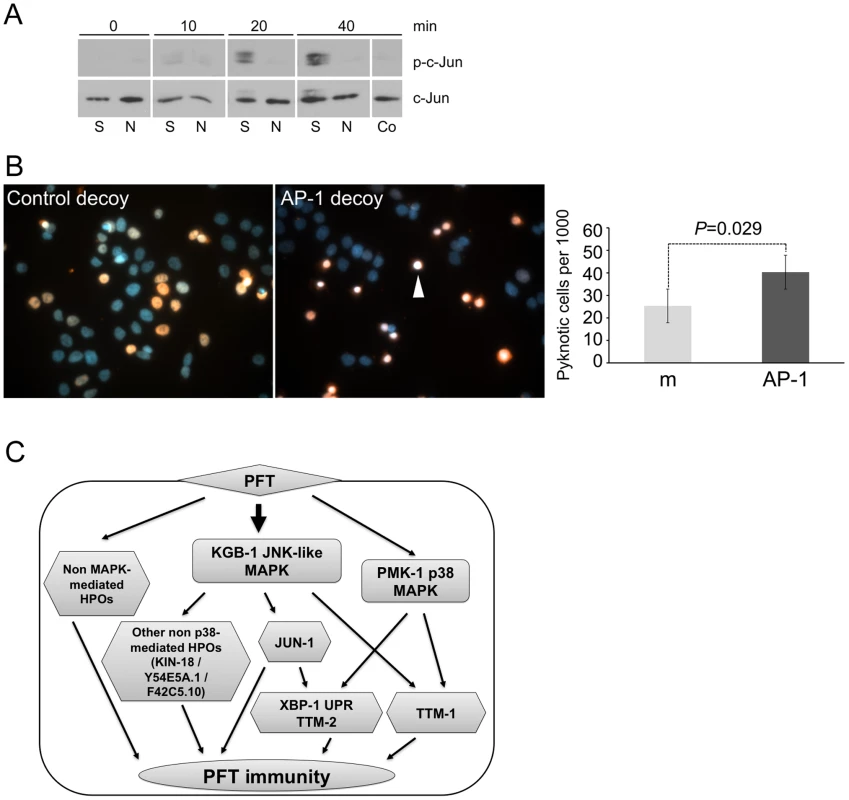 AP-1 protects against mammalian PFTs.