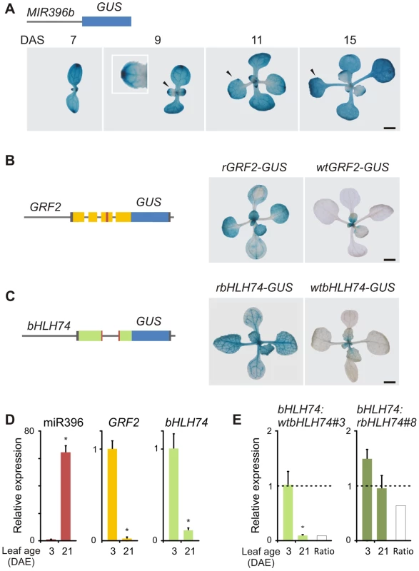 MiR396 coordinates the spatio-temporal expression of <i>bHLH74</i> and <i>GRF2</i>.