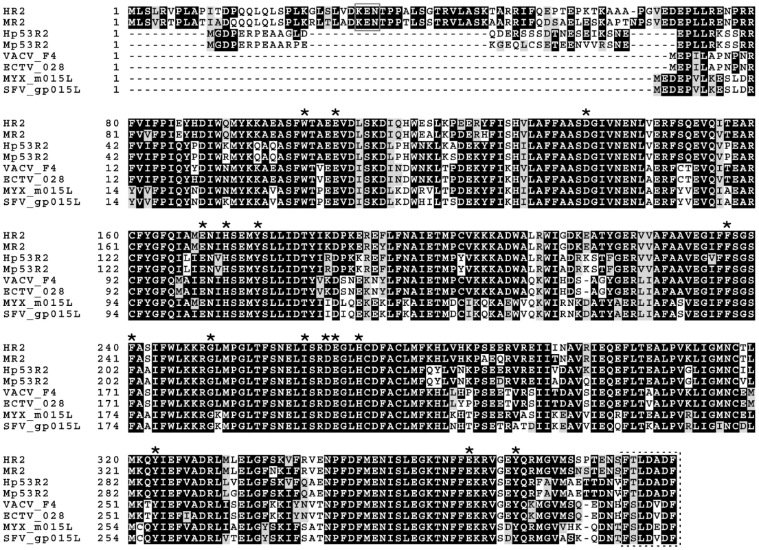 Alignment of cellular and poxvirus small RR subunits.