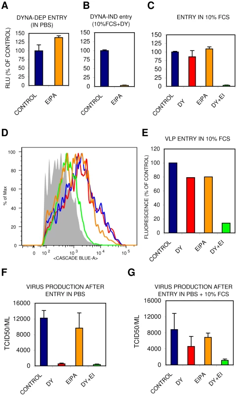 The DYNA-IND IAV entry pathway is EIPA sensitive.