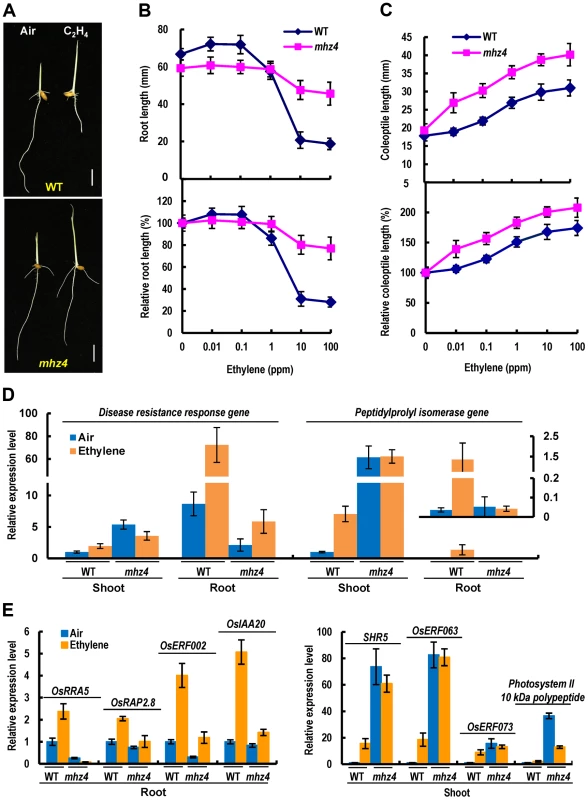 Ethylene responses in etiolated <i>mhz4</i> seedlings.