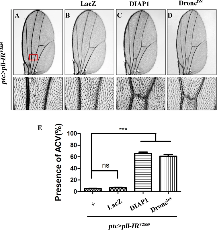 Depletion of <i>pll</i> elicits caspases-dependent cell death in adult wing.