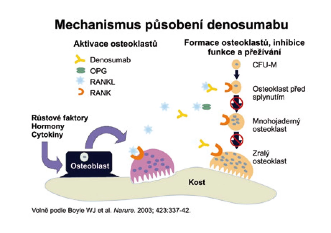 Vysvětluje mechanizmus, kterým protilátka proti RANKL brání dozrávání osteoklastů.