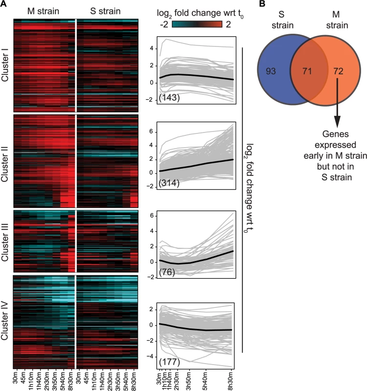 Variation in the gene expression in the presence of <i>MKT1(89G)</i> during sporulation.