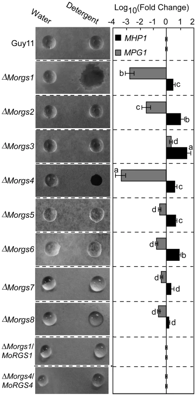 Detergent wettable phenotype of Δ<i>Morgs1</i> to Δ<i>Morgs8</i> mutants.