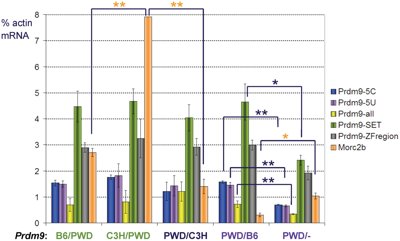 Expression of <i>Prdm9</i> and <i>Morc2b</i> in prepubertal hybrid testis.