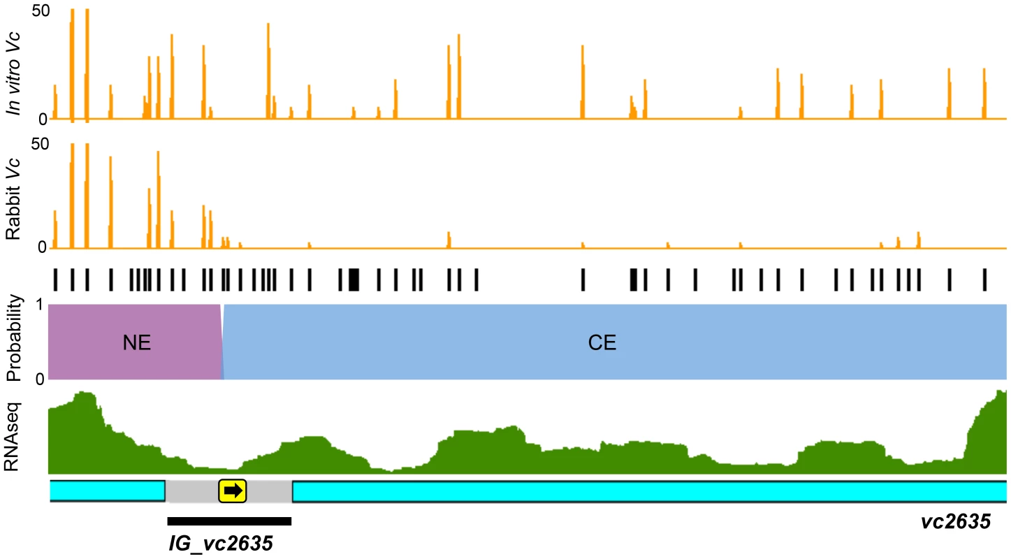 Con-ARTIST decodes intergenic regions of conditional essentiality.