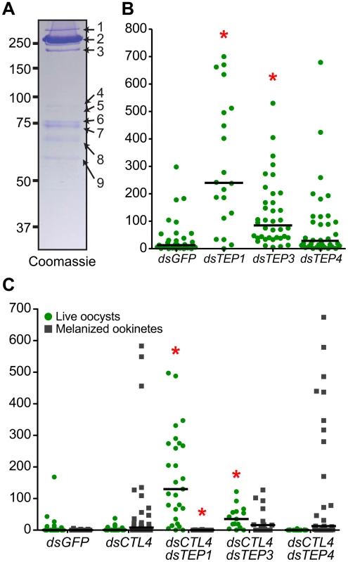 Multiple TEP family members interact with LRIM1 and APL1C.